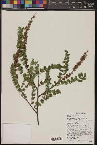 Amorpha californica image