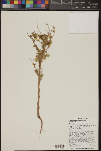 Emmenanthe penduliflora image