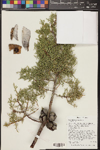 Cupressus arizonica image