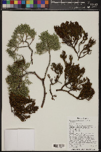 Phoradendron bolleanum image