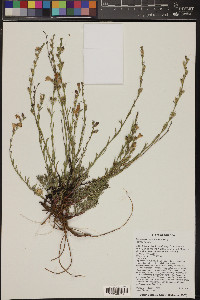 Penstemon linarioides image