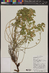 Euphorbia brachycera image