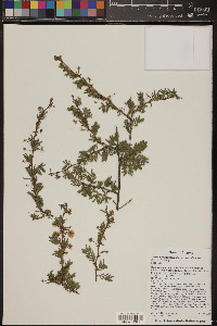 Mimosa aculeaticarpa var. biuncifera image