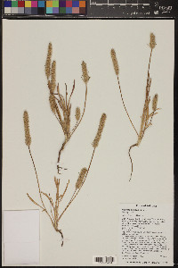 Plantago patagonica image