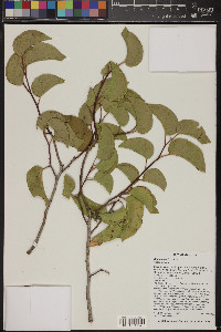 Rhus ovata image