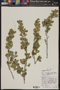 Cercocarpus montanus image