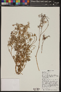 Phacelia cryptantha image