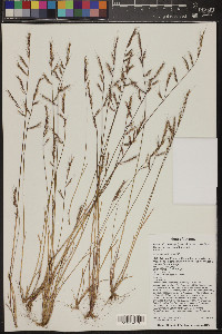 Vulpia microstachys var. pauciflora image