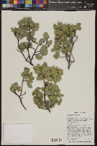 Quercus turbinella image