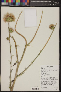 Cirsium neomexicanum image