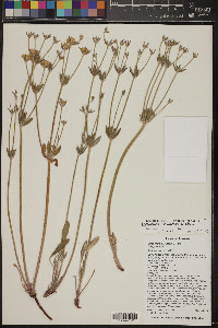 Eriogonum arcuatum image