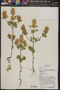 Dracocephalum parviflorum image