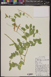 Lathyrus laetivirens image