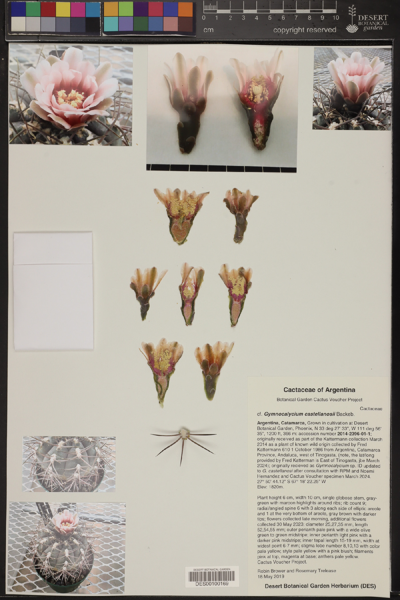 Gymnocalycium castellanosii image