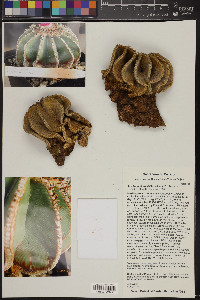 Aztekium hintonii image