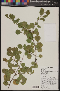 Rhamnus crocea image