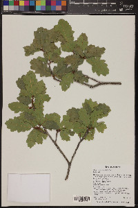 Quercus × pauciloba image