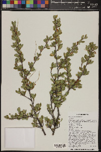 Cercocarpus montanus image