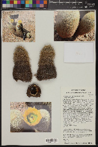 Echinocereus dasyacanthus image