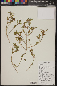 Mirabilis albida image