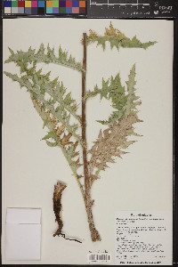 Cirsium arizonicum var. bipinnatum image