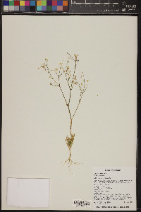 Gilia stellata image