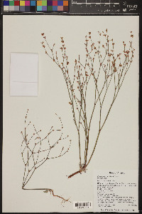 Eriogonum davidsonii image