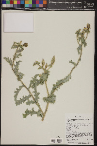 Argemone pleiacantha subsp. ambigua image