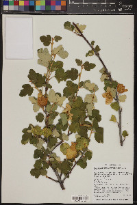 Fremontodendron californicum image