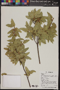 Quercus emoryi image