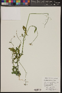 Dryopetalon runcinatum image