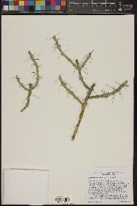 Cylindropuntia kleiniae image