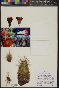 Echinocereus coccineus image