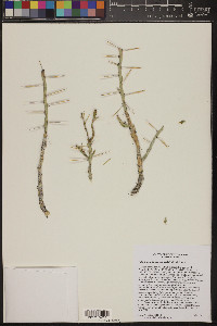 Cylindropuntia leptocaulis image