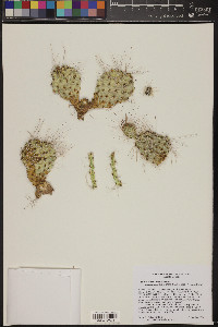 Opuntia polyacantha var. erinacea image