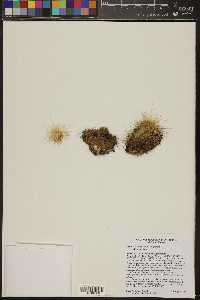 Echinocereus coccineus subsp. coccineus image