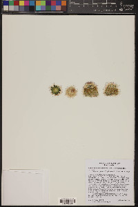 Echinocereus reichenbachii image