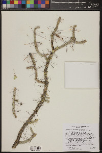 Cylindropuntia ramosissima image