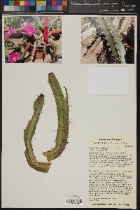 Echinocereus berlandieri image