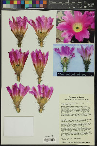 Echinocereus berlandieri image