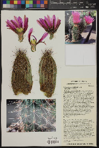 Echinocereus engelmannii image