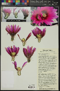 Echinocereus engelmannii image