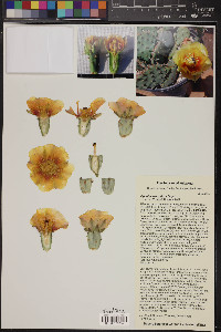 Opuntia macrorhiza image