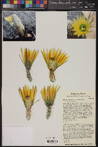 Echinocereus dasyacanthus image