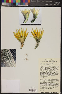 Echinocereus dasyacanthus image