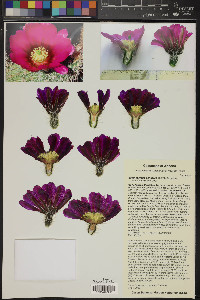 Echinocereus bonkerae image