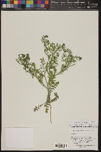 Lepidium lasiocarpum image