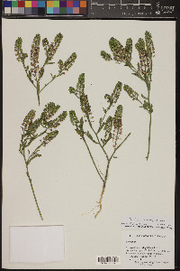 Lepidium lasiocarpum image