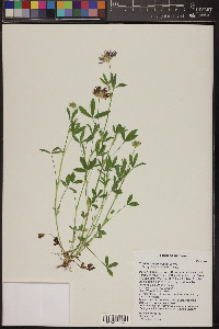 Trifolium wormskioldii image