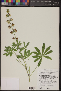 Lupinus latifolius image